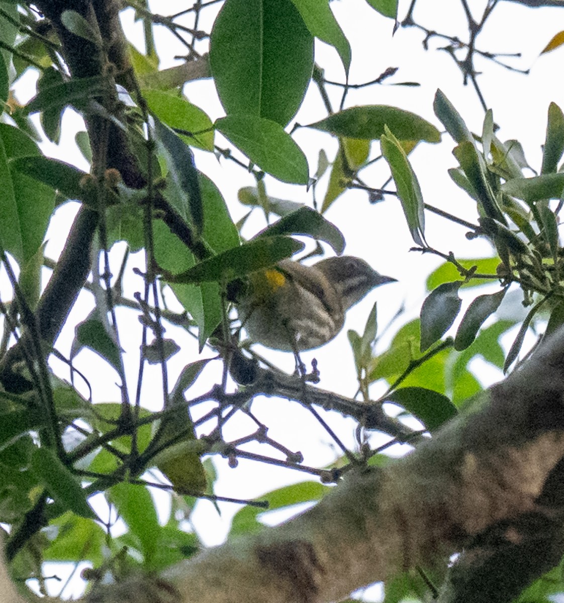 Dicée cul-d'or - ML647556428