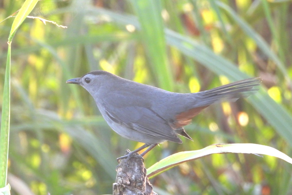 Gray Catbird - ML647556438