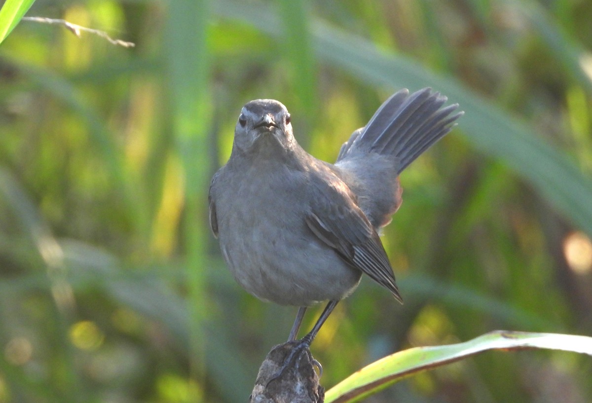 Gray Catbird - ML647556439