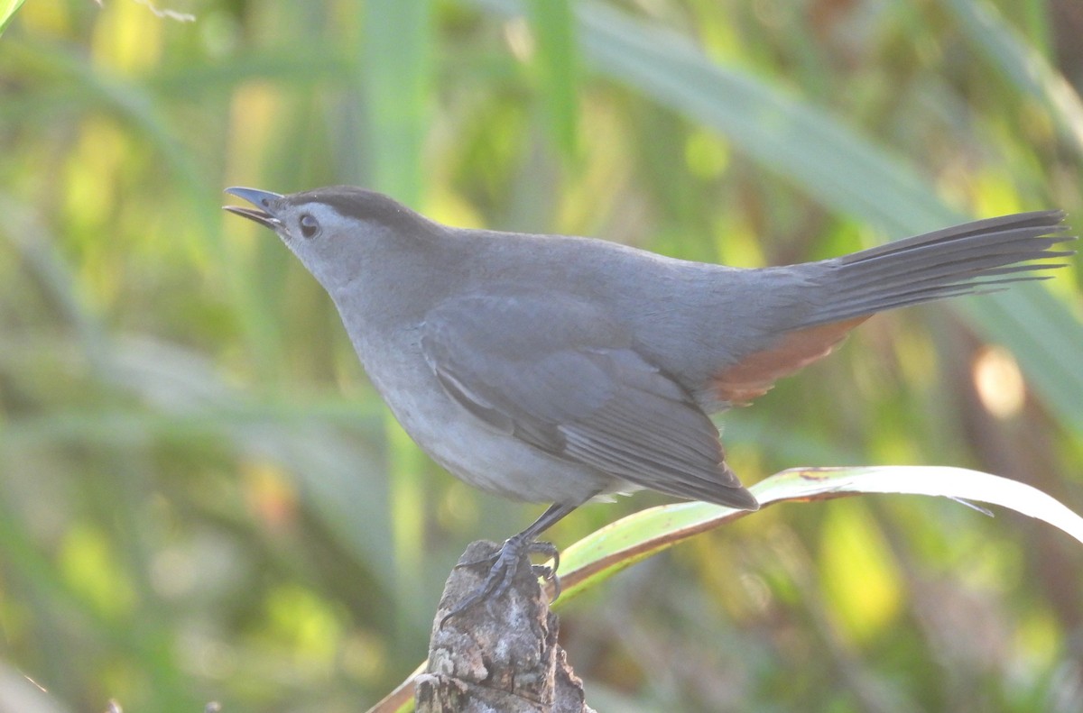 Gray Catbird - ML647556440