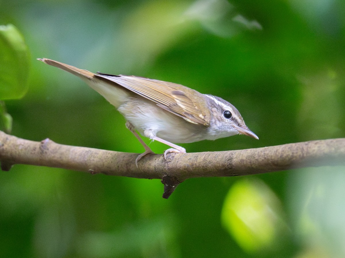 Pouillot du Japon - ML647556443