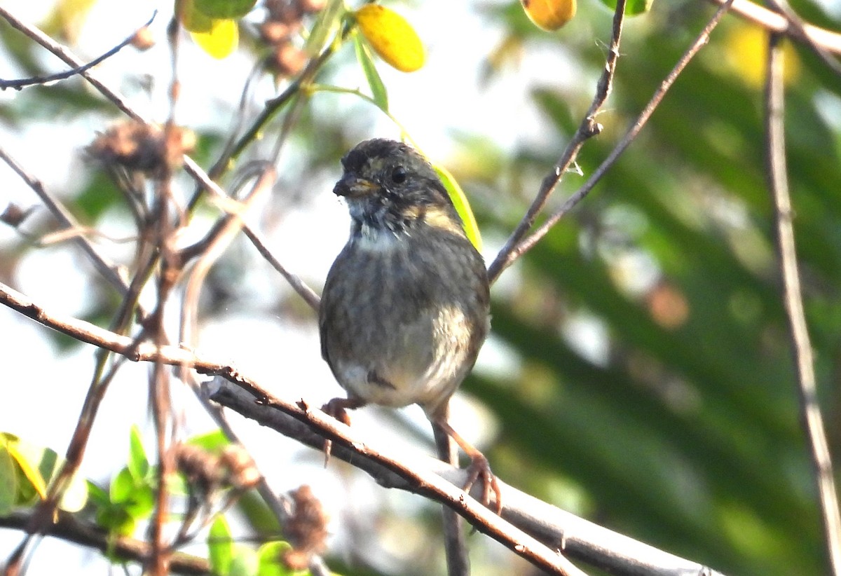 Болотная зонотрихия - ML647556453