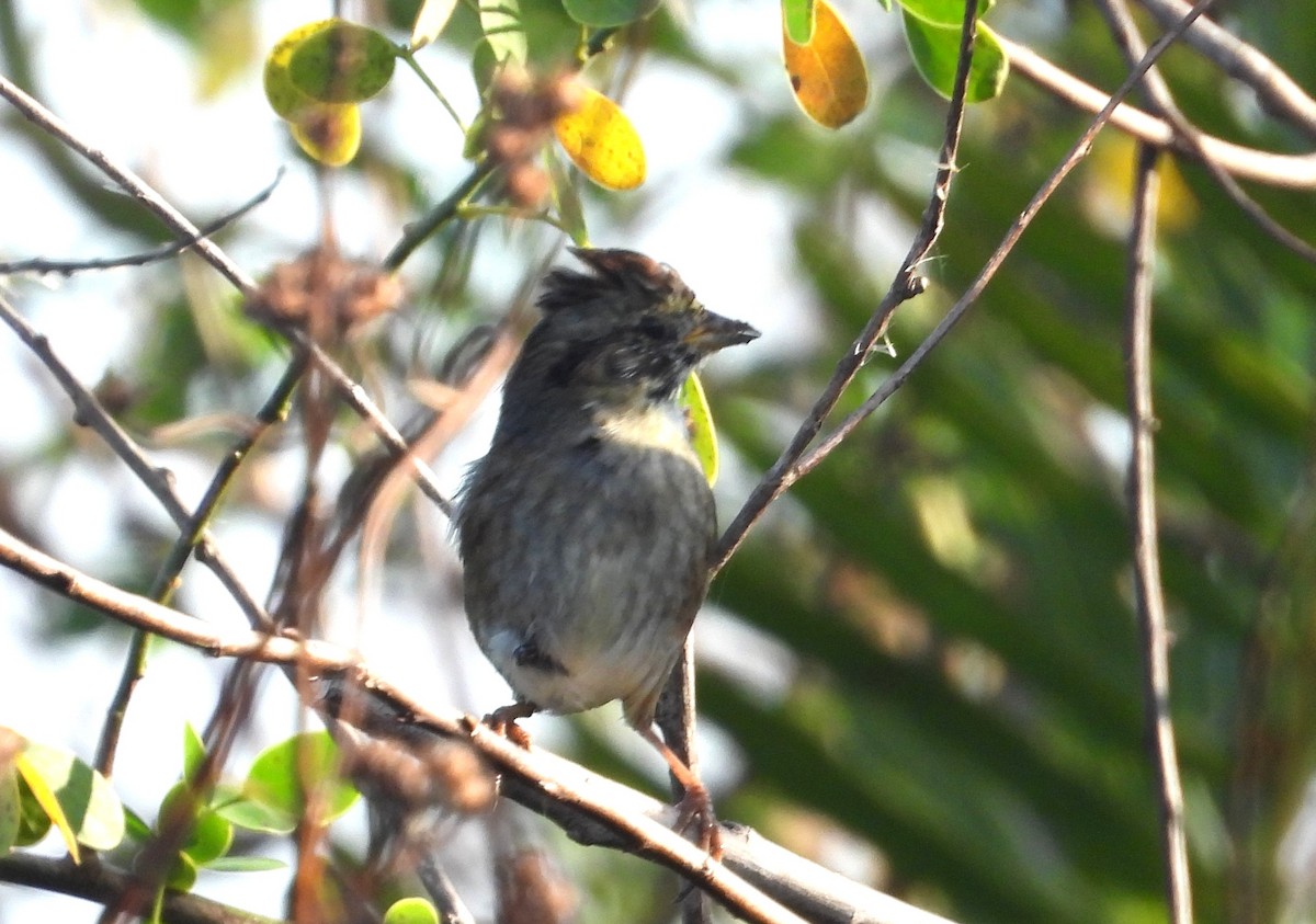 Болотная зонотрихия - ML647556454