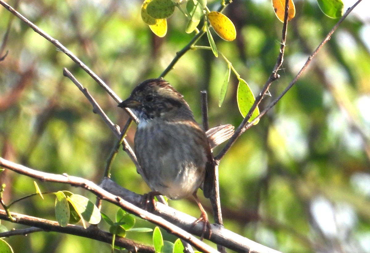 Болотная зонотрихия - ML647556455