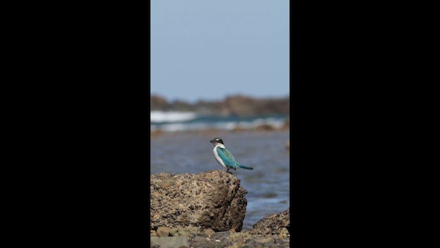 Collared Kingfisher - ML647556462