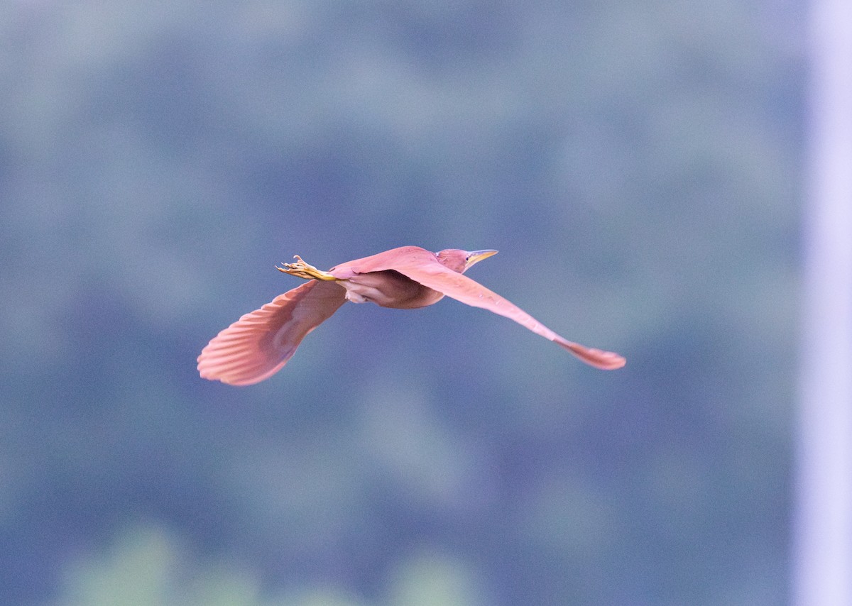 Blongios cannelle - ML647556478