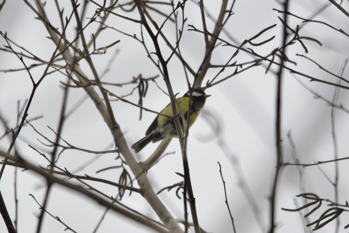 Mésange montagnarde - ML647556488