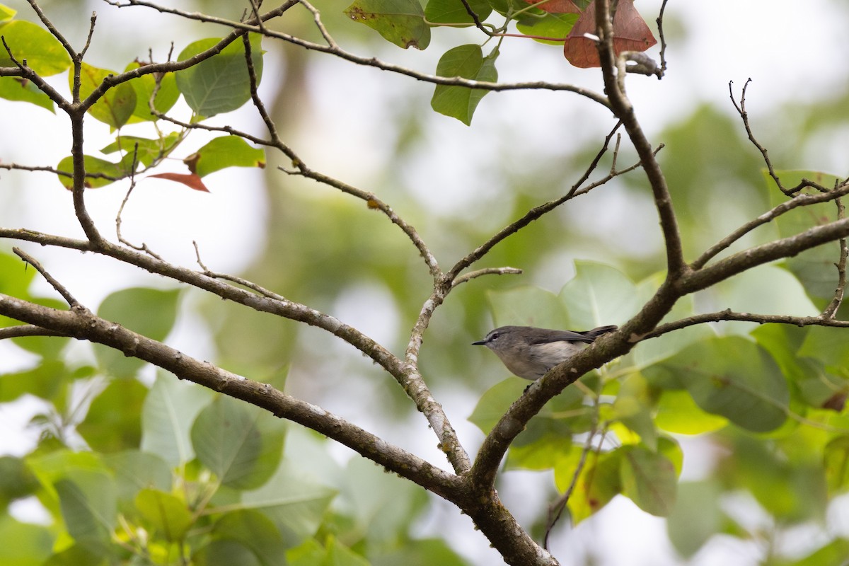 Brown Gerygone - ML647556519