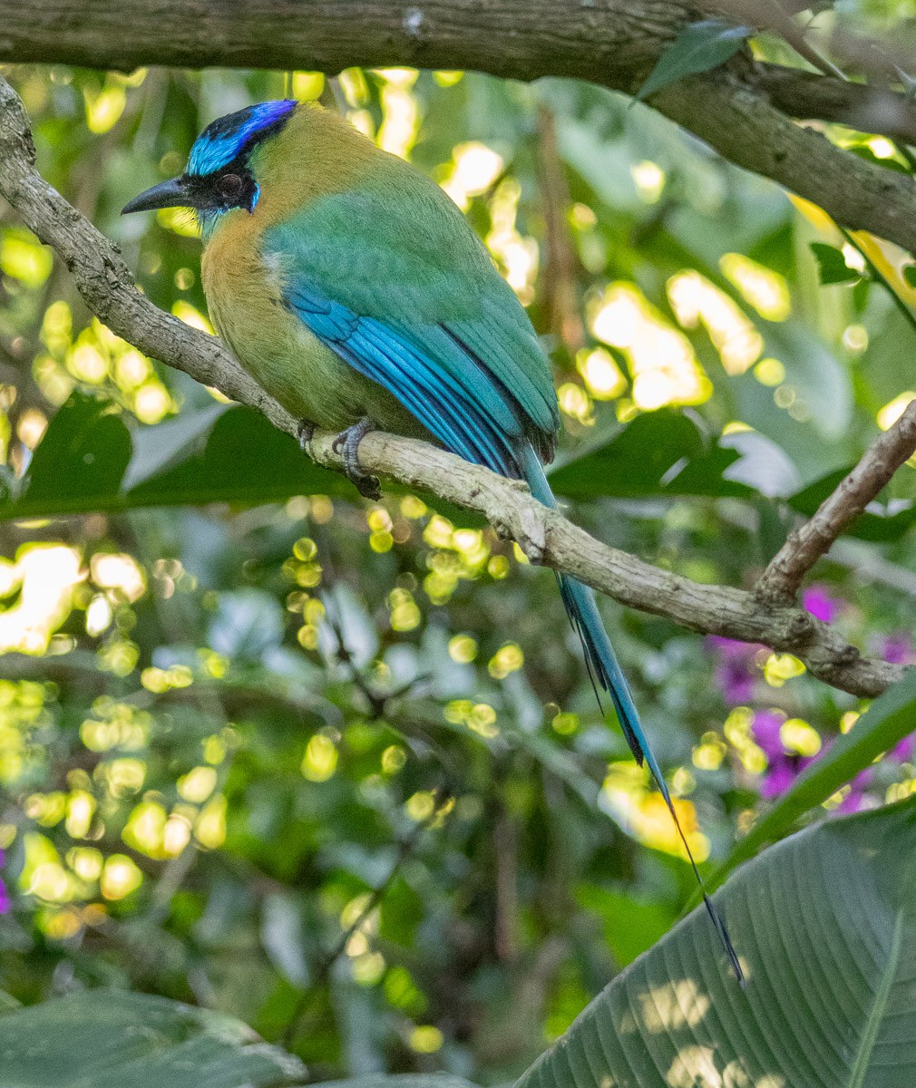 Lesson Motmotu - ML647556547