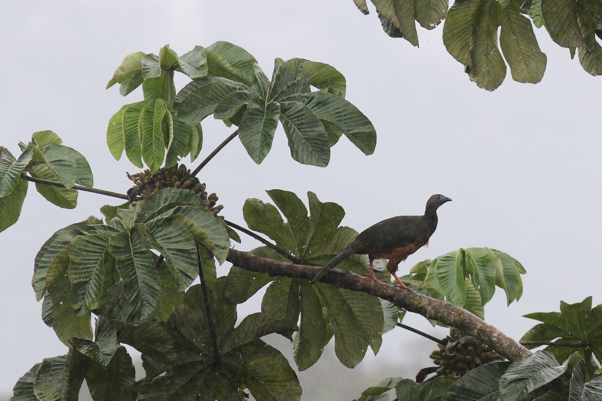 Sickle-winged Guan - ML647556550