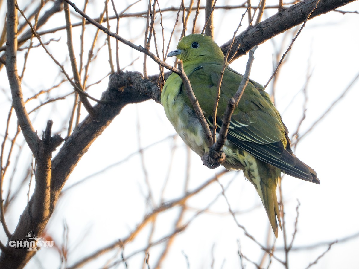 White-bellied Green-Pigeon - ML647556570