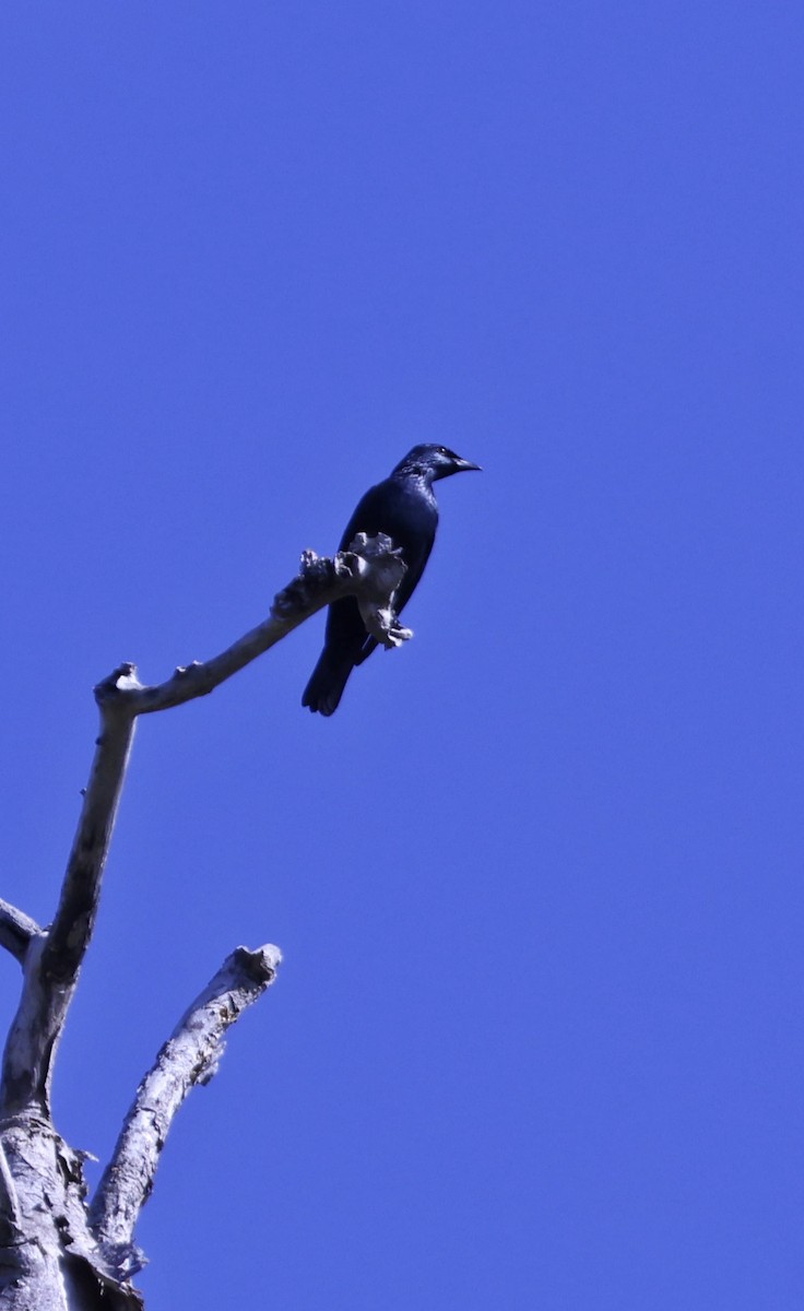 Шпак-малюк філіпінський - ML647556577