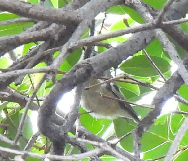 戴菊鳥 - ML647556584