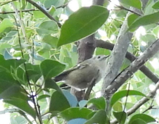 戴菊鳥 - ML647556585