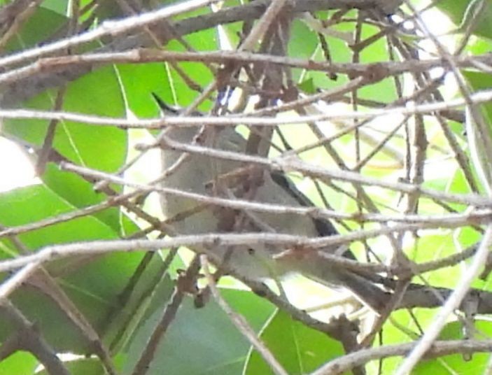 戴菊鳥 - ML647556586