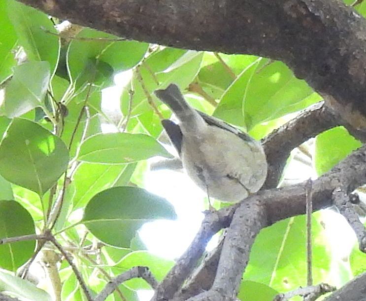 戴菊鳥 - ML647556587