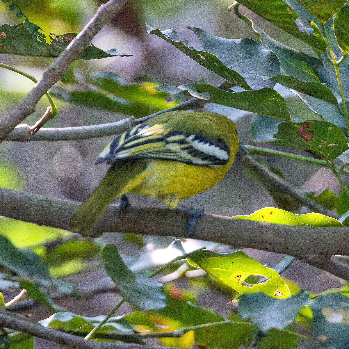 Common Iora - ML647556632