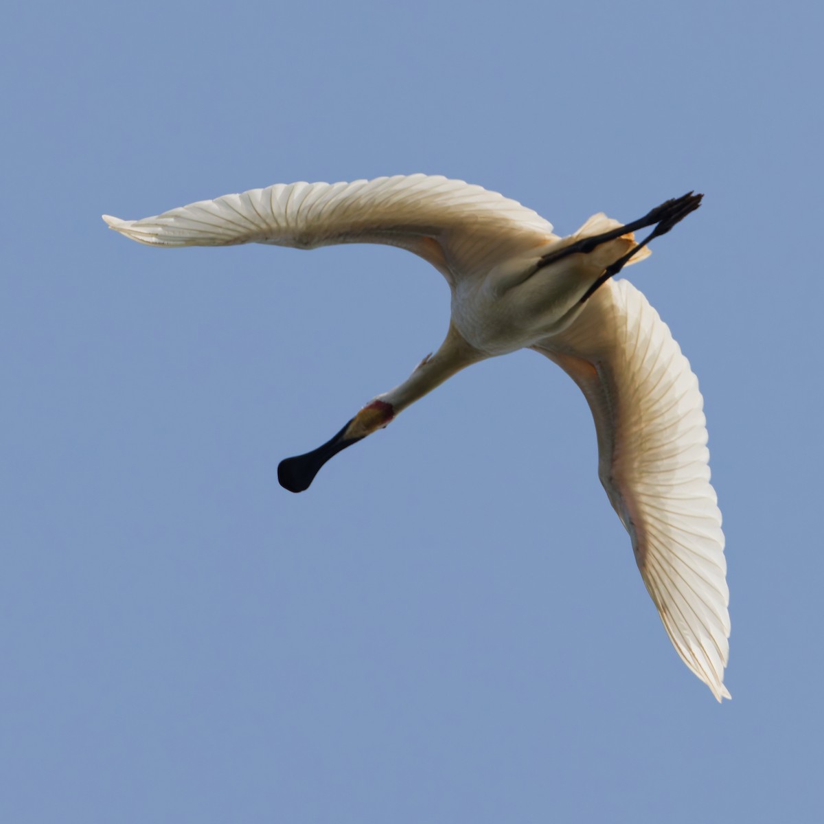 Eurasian Spoonbill - ML647556634
