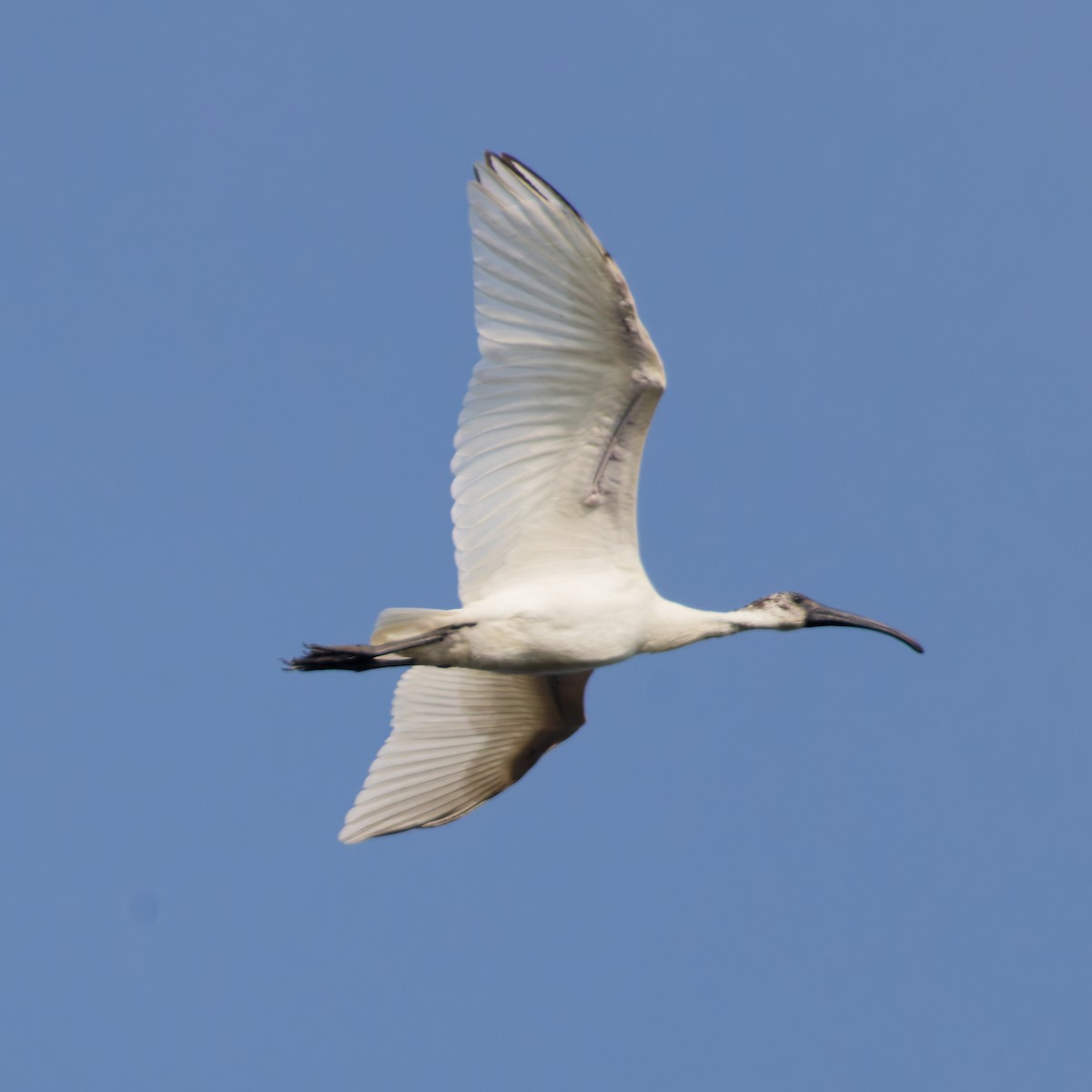 Black-headed Ibis - ML647556642