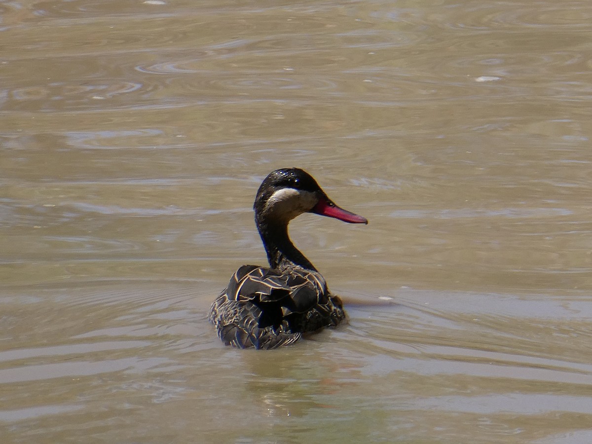 Red-billed Duck - ML647556653