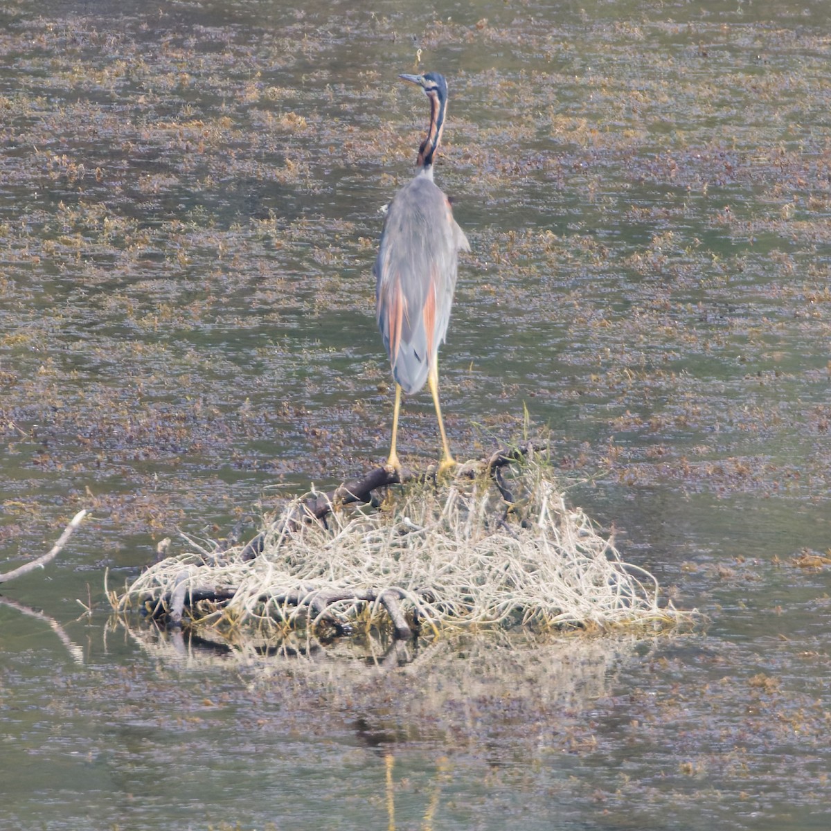 Purple Heron - ML647556654