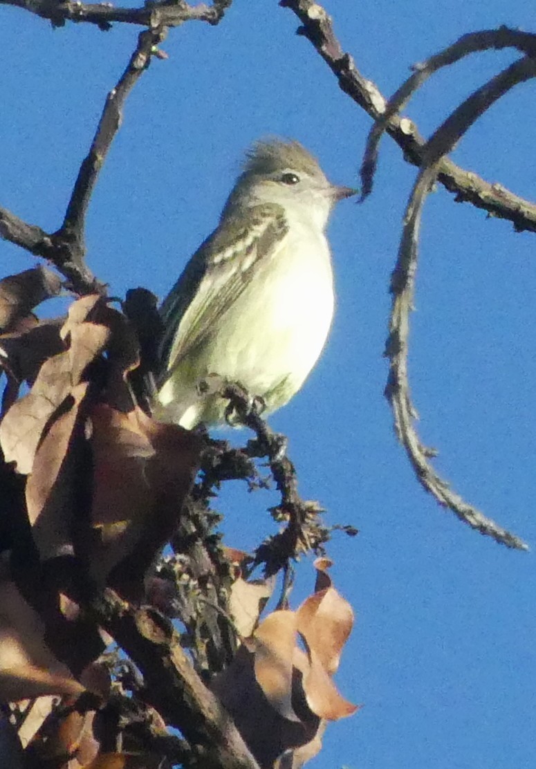 Yellow-bellied Elaenia - ML647556655