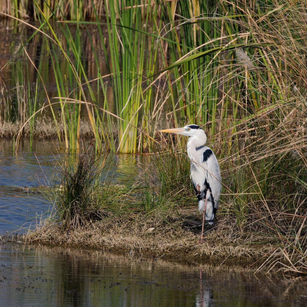 Gray Heron - ML647556658