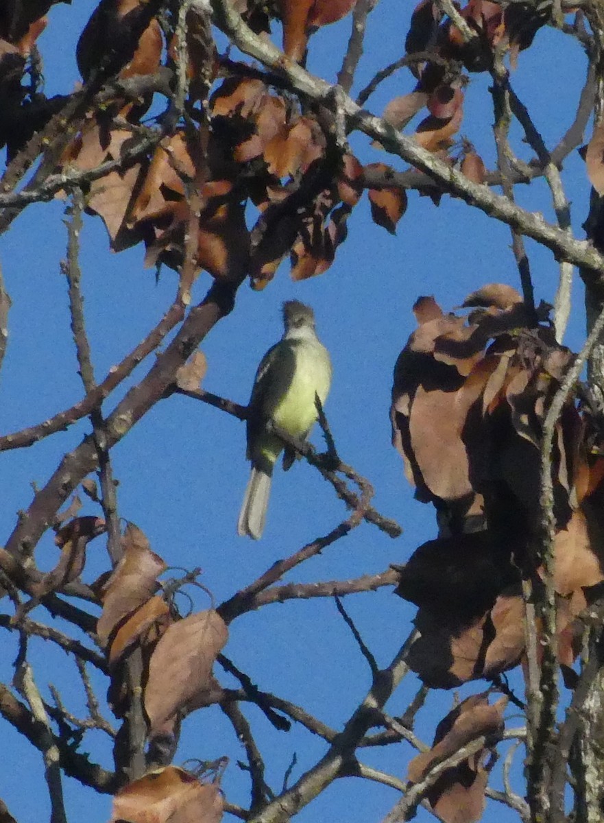 Yellow-bellied Elaenia - ML647556681