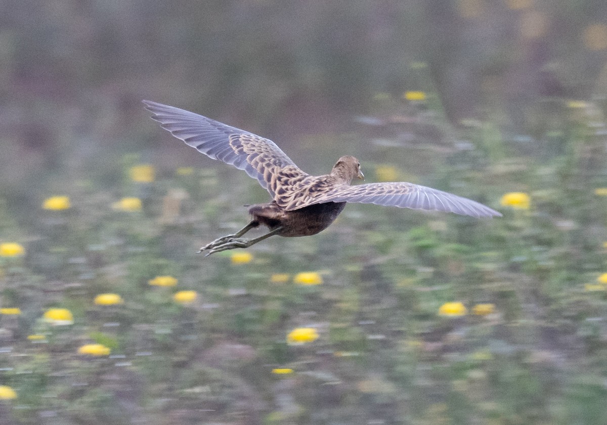 Râle à crête - ML647556682