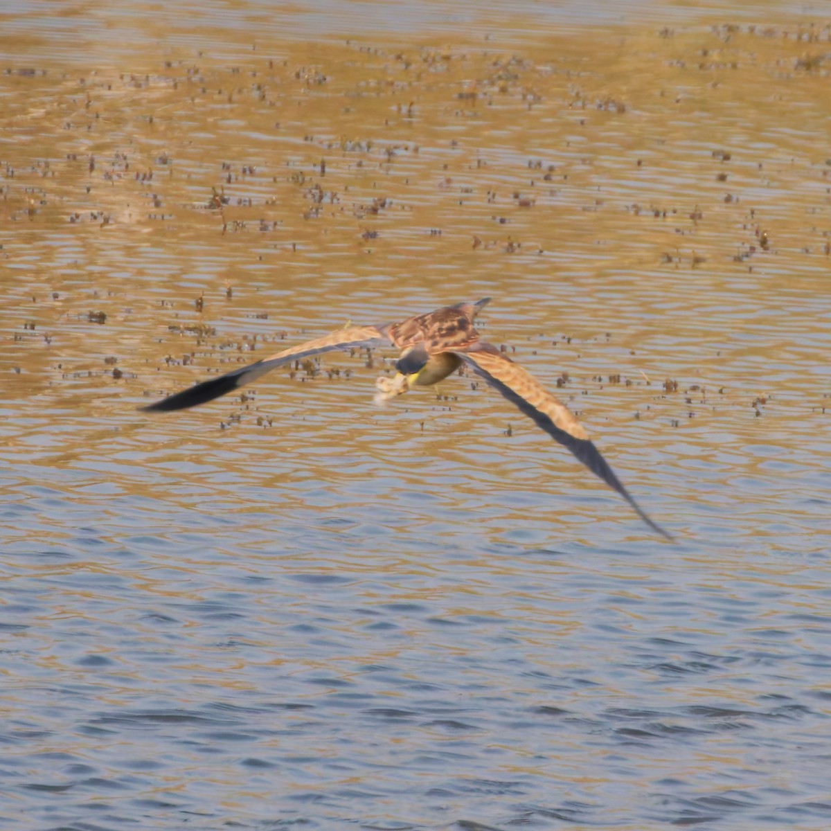 Yellow Bittern - ML647556683