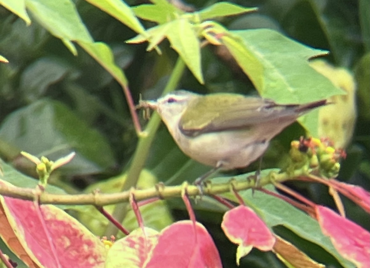 Tennessee Warbler - ML647556685