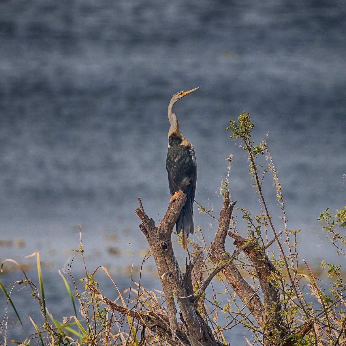 Oriental Darter - ML647556691