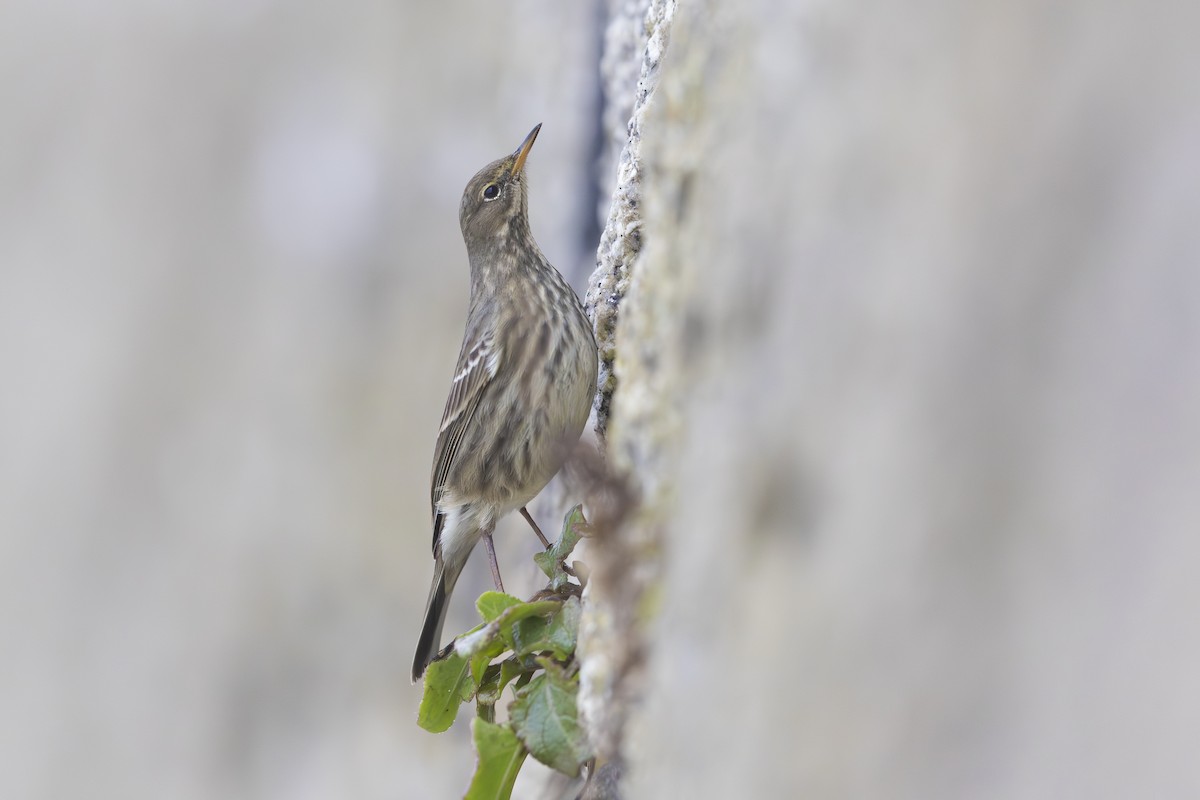 Rock Pipit - ML647556701