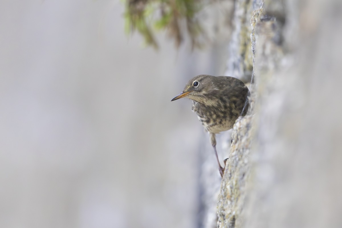 Rock Pipit - ML647556709