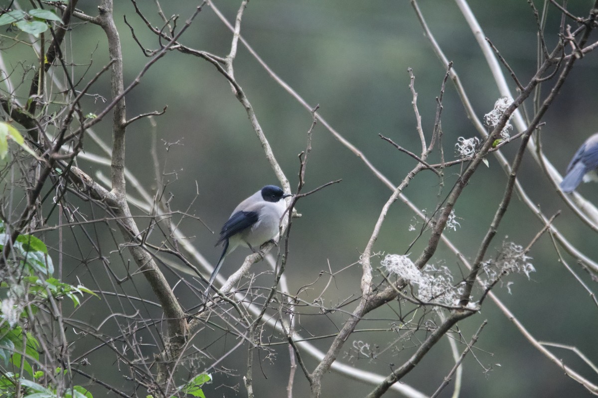 Black-headed Sibia - ML647556710