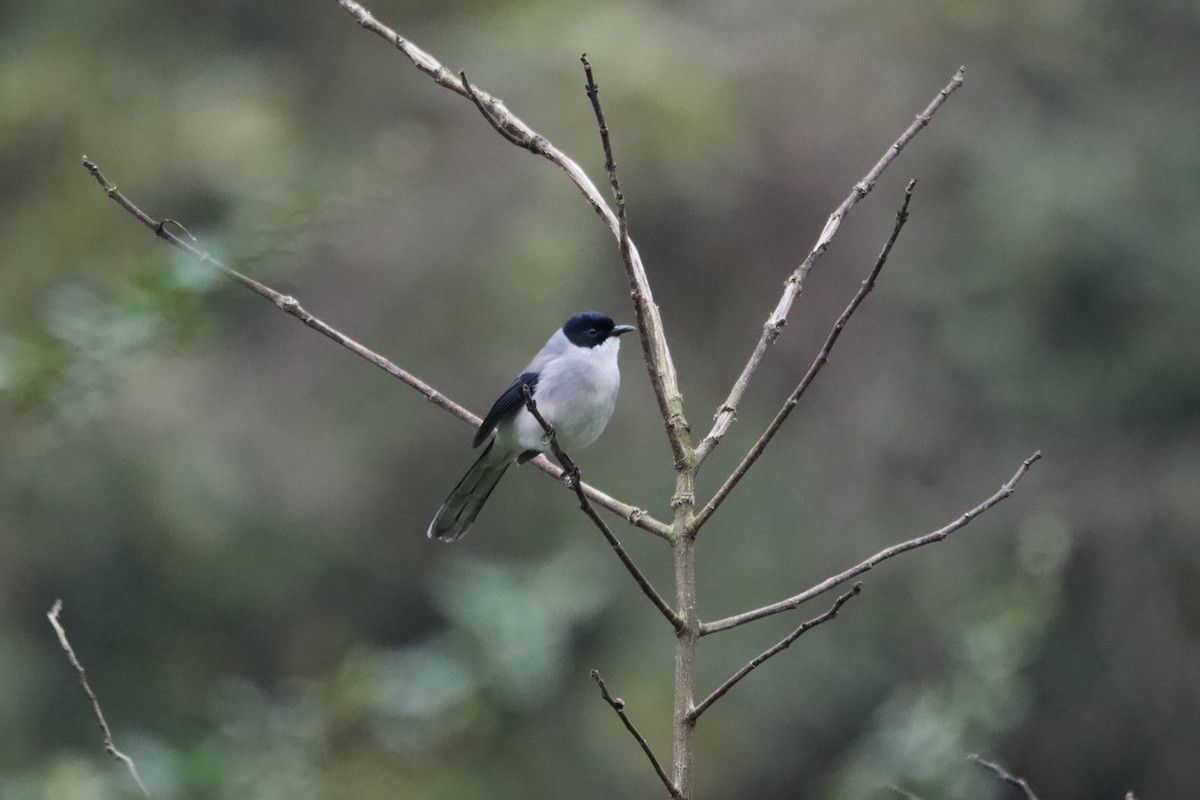 Black-headed Sibia - ML647556711