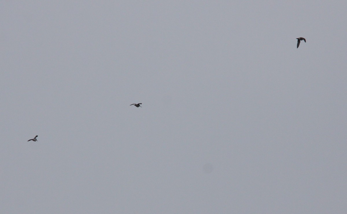 חרטומית ביצות - ML647556714