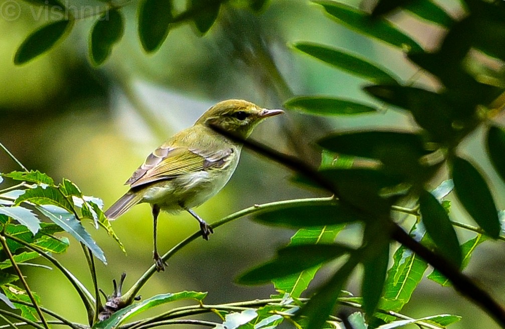 Greenish Warbler - ML647556730