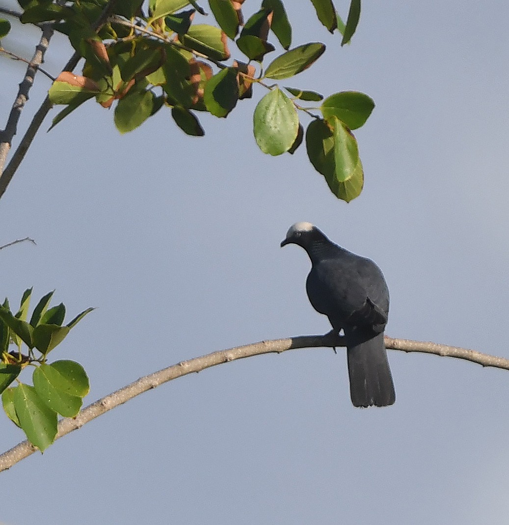 White-crowned Pigeon - ML647556736