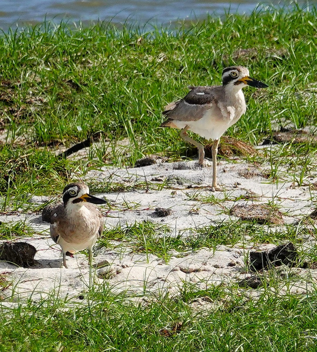 כרוון ענק - ML647556743