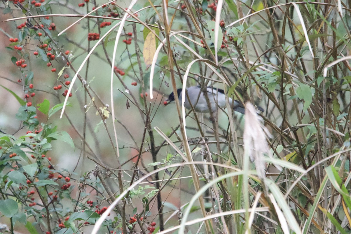 Black-headed Sibia - ML647556770