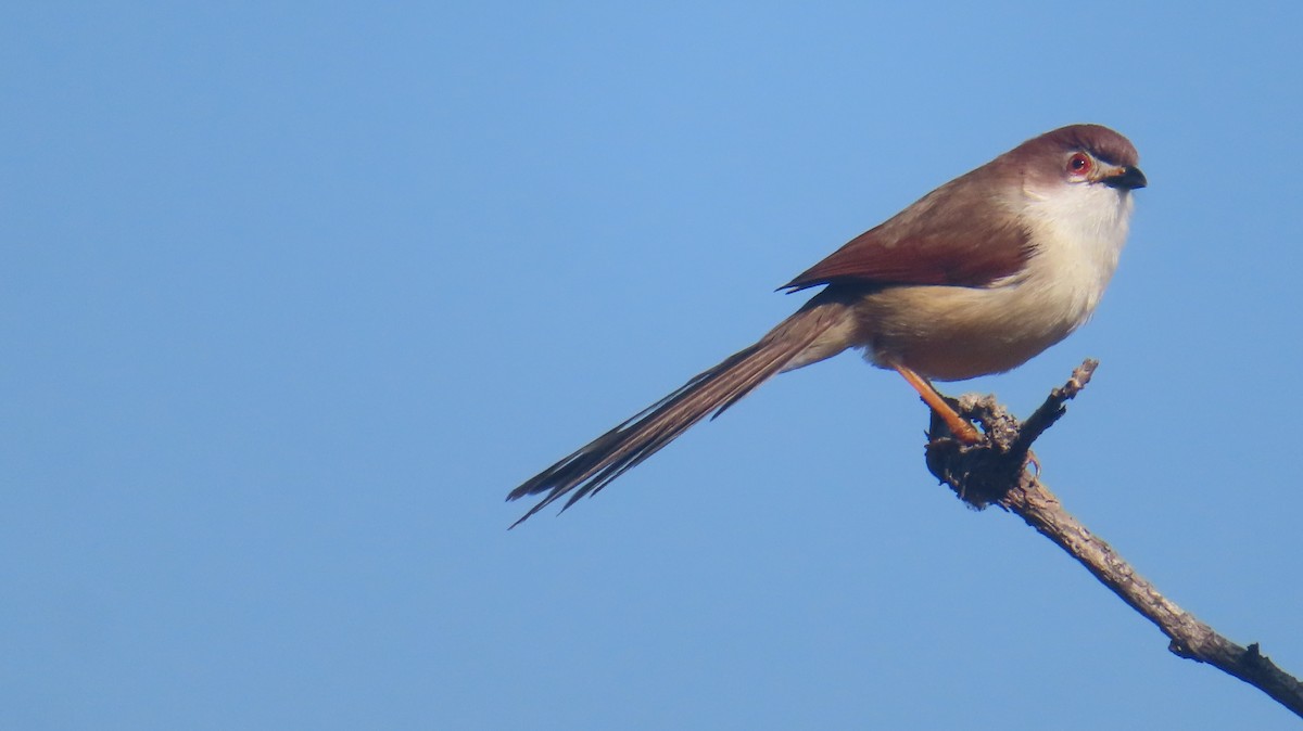 Timalí Ojigualdo - ML647556802