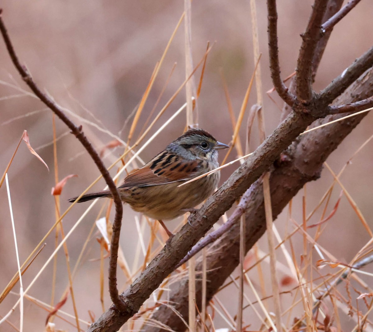 Болотная зонотрихия - ML647556817