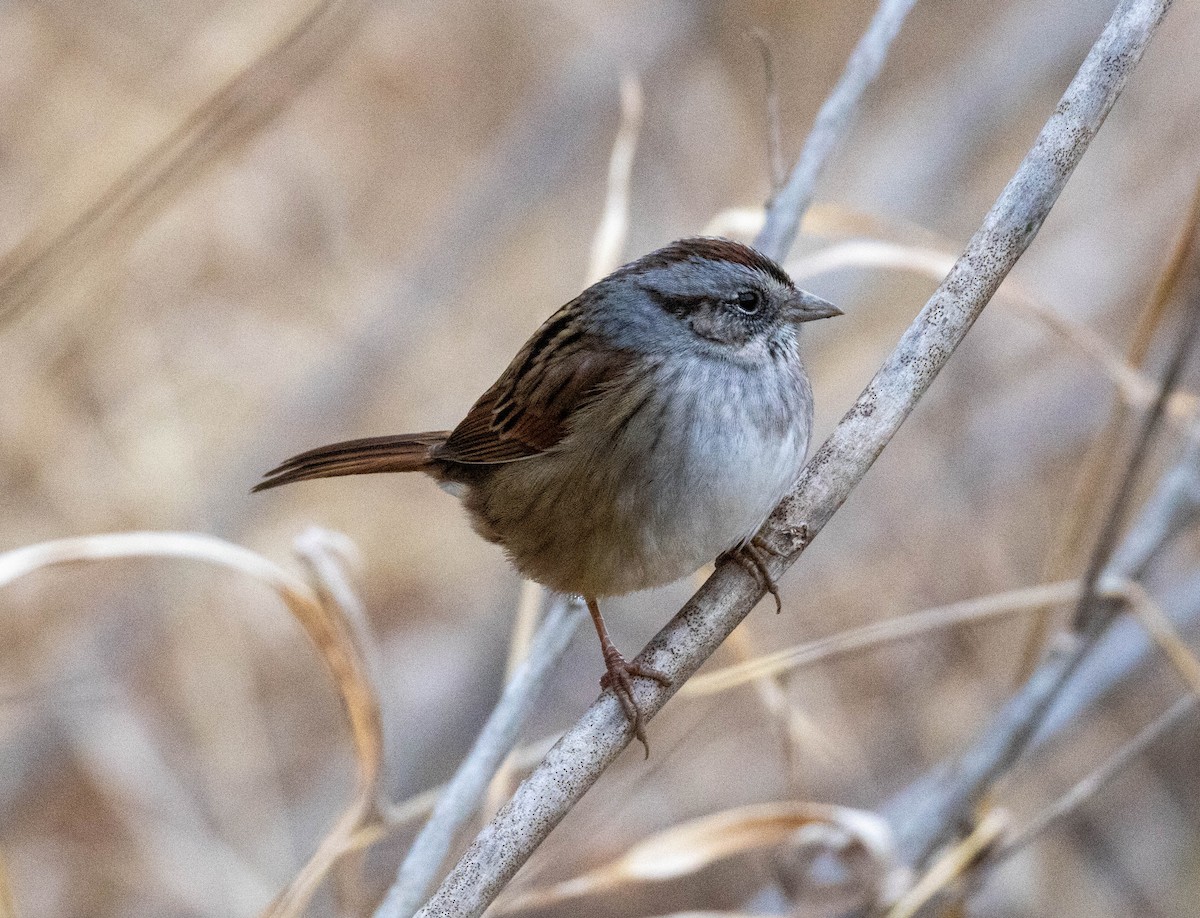 Болотная зонотрихия - ML647556827