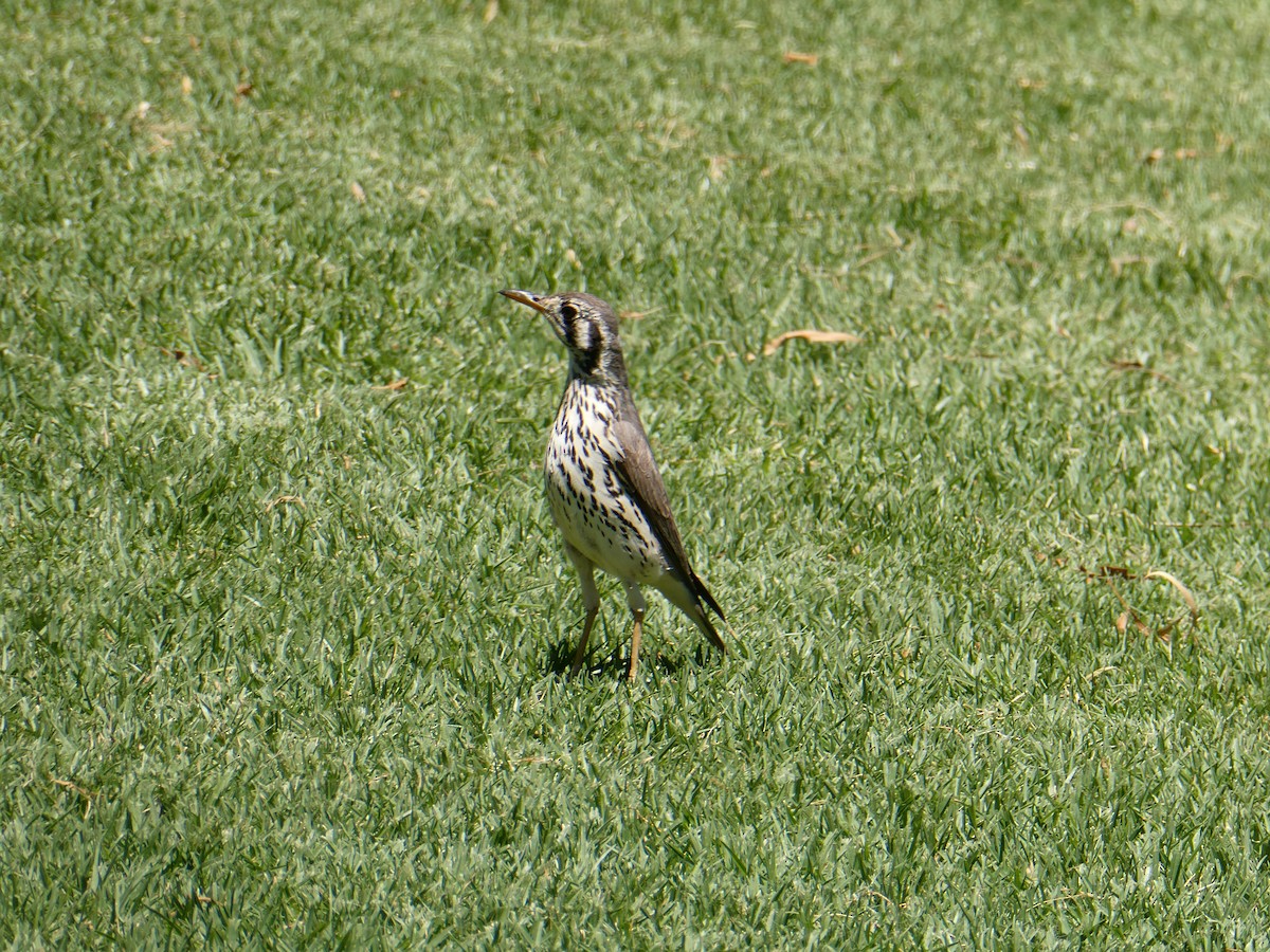 Groundscraper Thrush - ML647556898