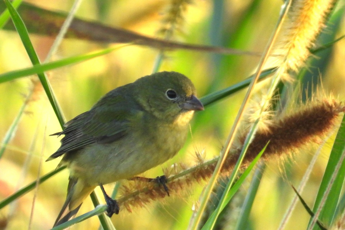Painted Bunting - ML647556905