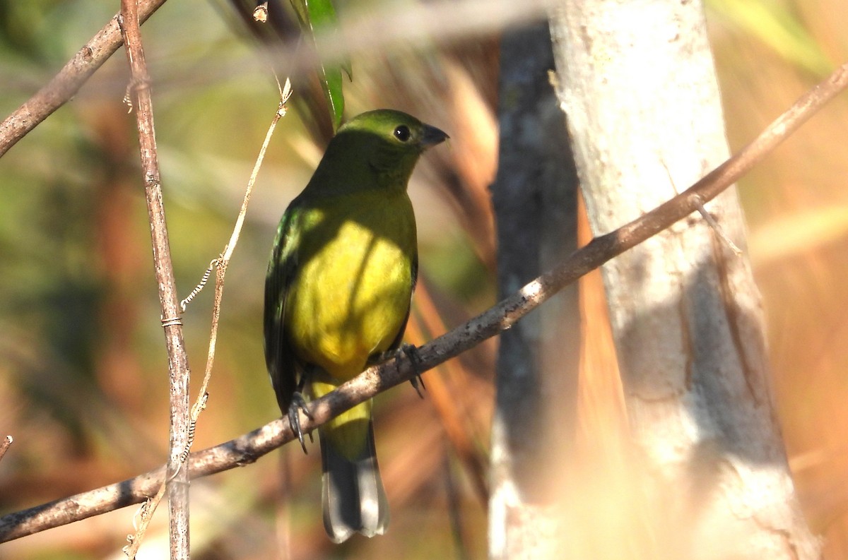 Painted Bunting - ML647556907