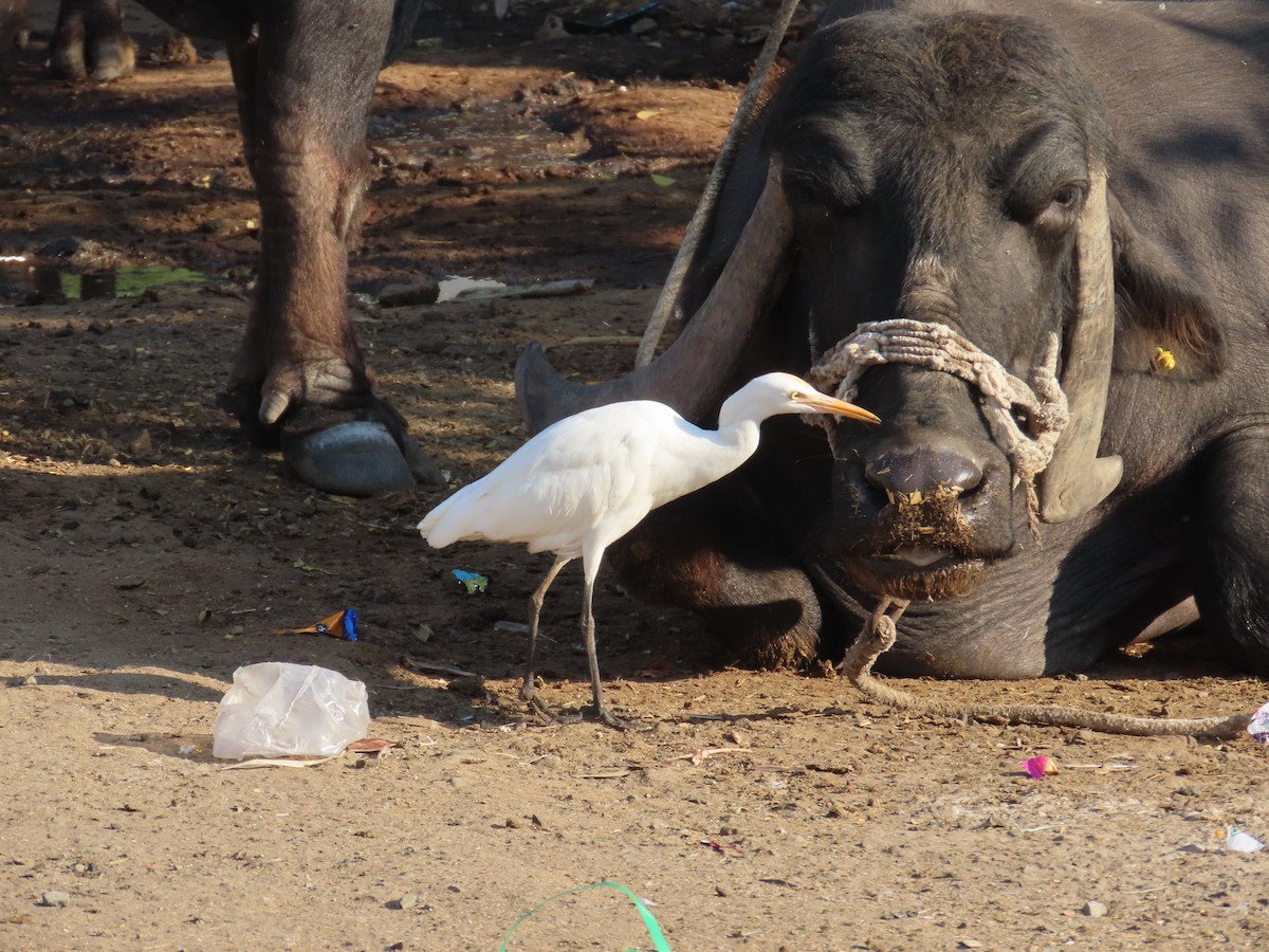 Eastern Cattle-Egret - ML647556909