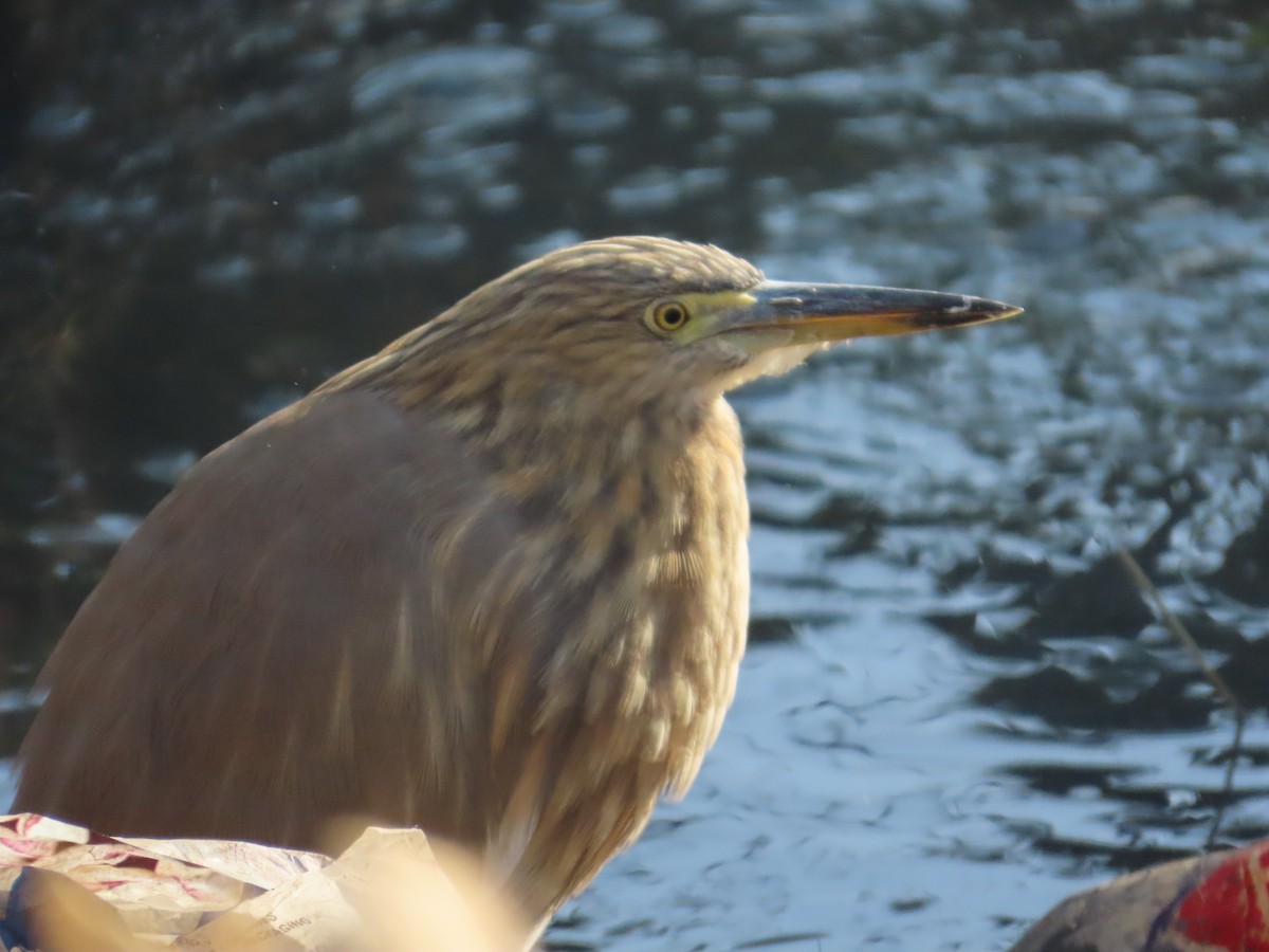 Indian Pond-Heron - ML647556914