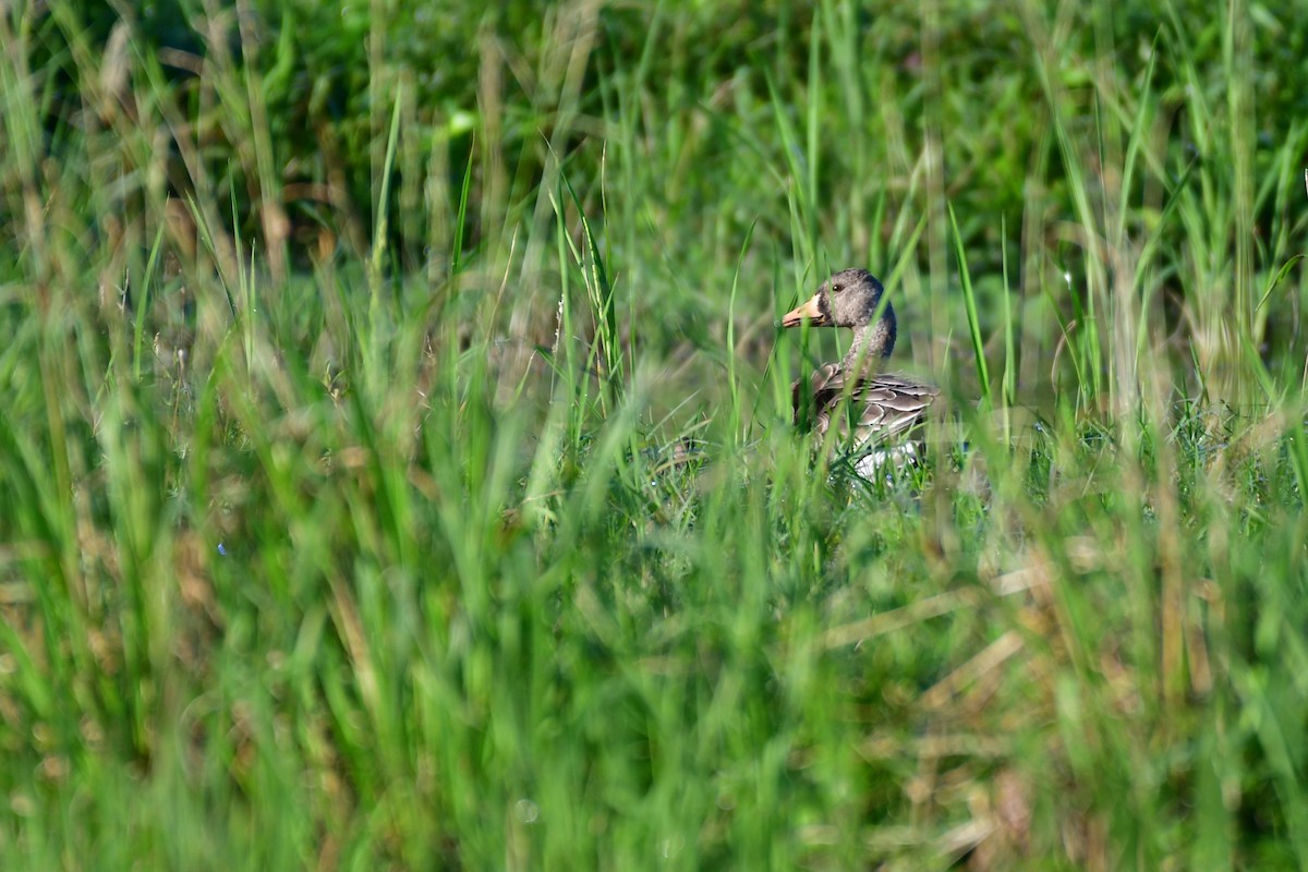 Greater White-fronted Goose - ML647556916